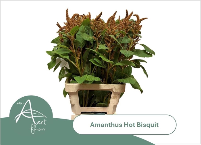 <h4>Amar Cr Hot Biscuits</h4>