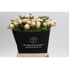 Paeonia Mary E. Nicholls