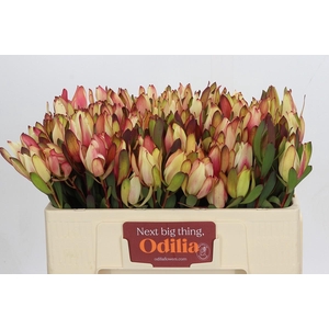 Leucadendron Senorita Spray