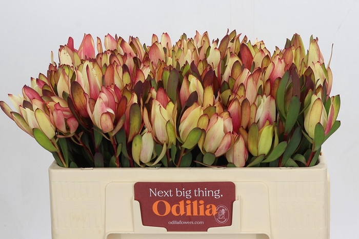 <h4>Leucadendron Senorita Spray</h4>