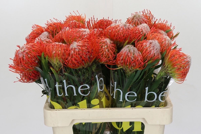 <h4>LEUCO CO TANGO</h4>