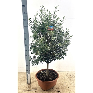 OLEA EUROPAEA