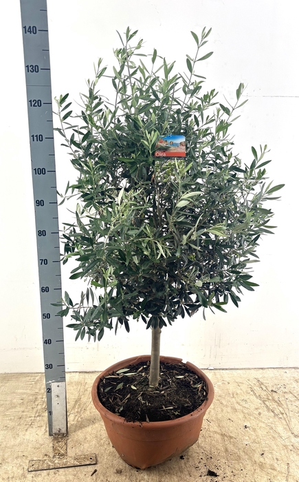 <h4>OLEA EUROPAEA</h4>