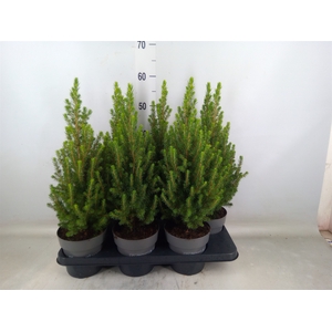 Picea glauca 'Perfecta'