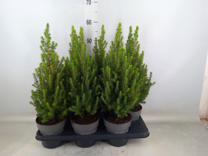 <h4>Picea glauca 'Perfecta'</h4>