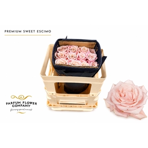 Rosa Premium Sweet Escimo