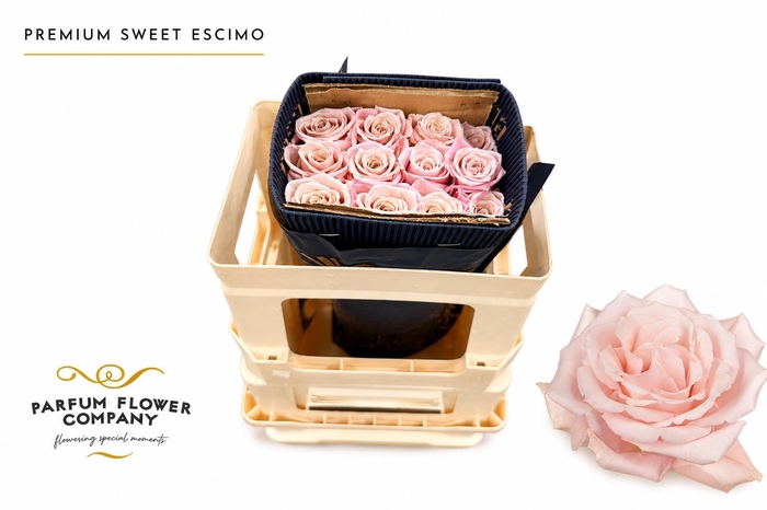 <h4>Rosa Premium Sweet Escimo</h4>
