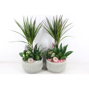 arr2 PL - Ker. barok dracena - roze/wit