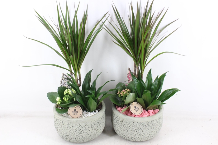 <h4>arr2 PL - Ker. barok dracena - roze/wit</h4>