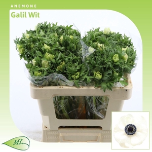 Anemone Galil Wit