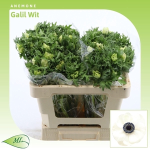 Anemone Galil Wit