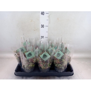 Ceropegia woodii ssp. woodii