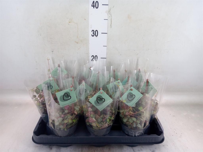 <h4>Ceropegia woodii ssp. woodii</h4>