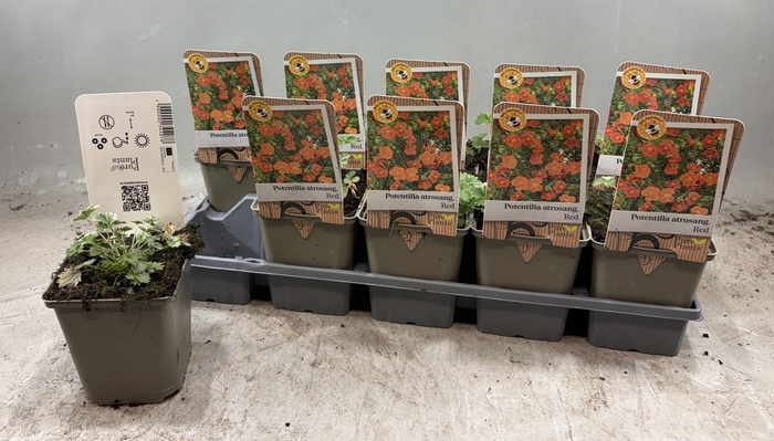 arr8 Pote Atrosanguinea