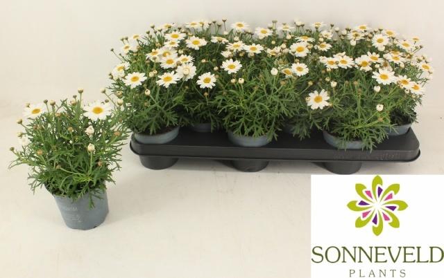 <h4>ARG LA RITA WHITE</h4>