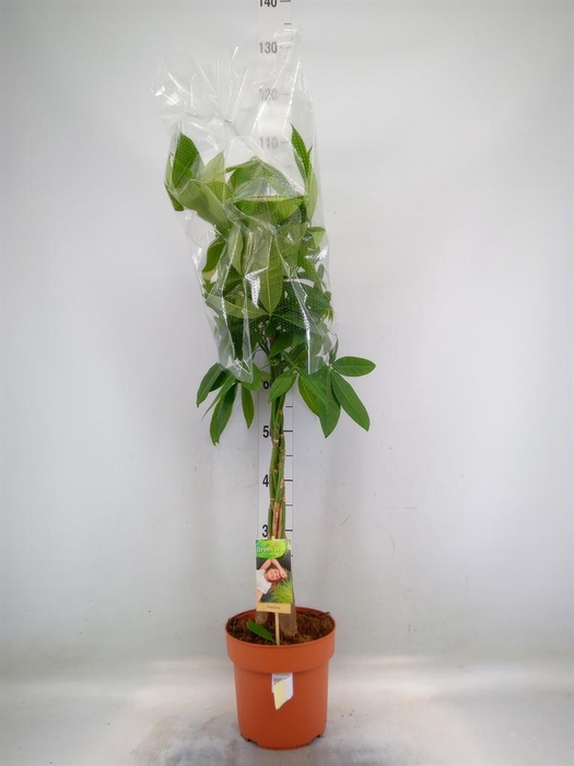 <h4>Pachira aquatica</h4>