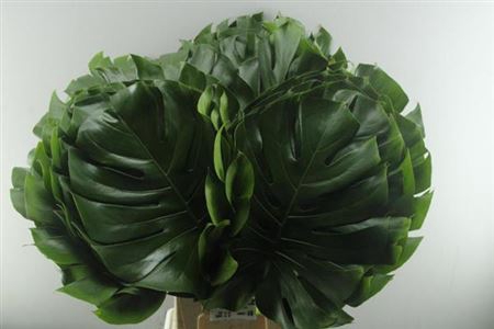 <h4>Monstera Blad</h4>