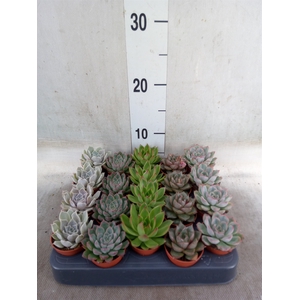Echeveria   ...mix