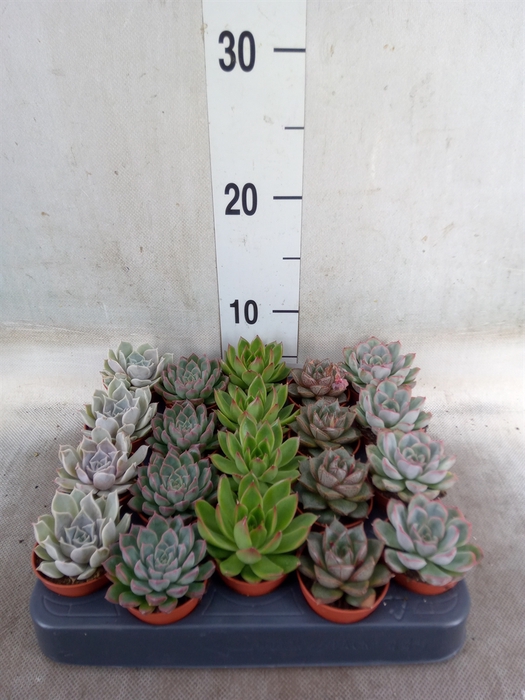<h4>Echeveria   ...mix</h4>