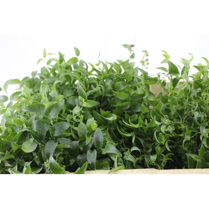 FOLHAGEM ASPARGO SMILAX