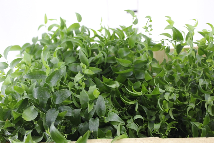 <h4>FOLHAGEM ASPARGO SMILAX</h4>