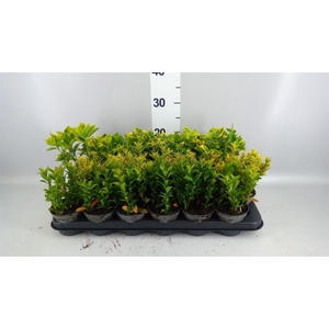 Euonymus japon.   ...mix