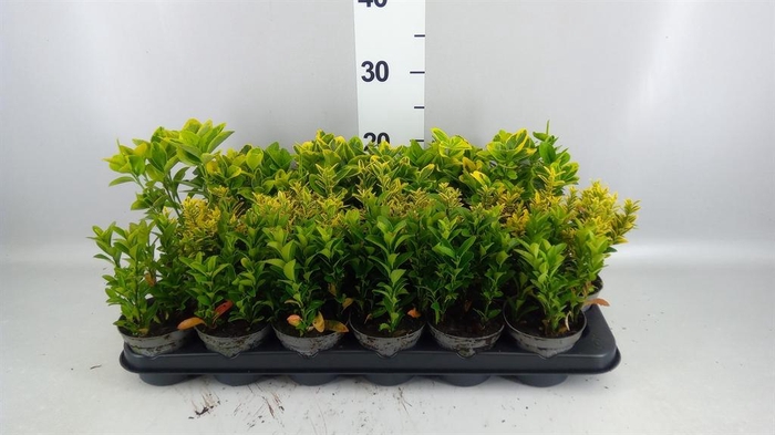 <h4>Euonymus japon.   ...mix</h4>