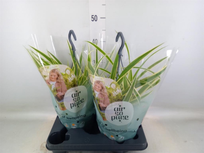 <h4>Chlorophytum com. 'Vittatum'</h4>