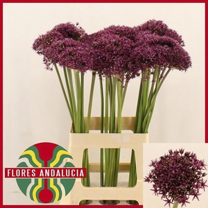 ALLIUM  MIAMI
