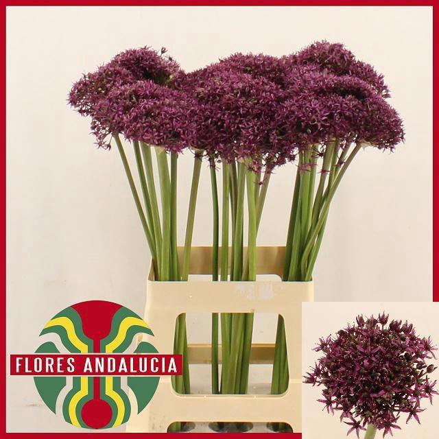 <h4>ALLIUM  MIAMI</h4>