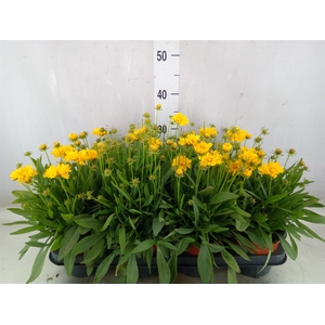 Coreopsis   ...