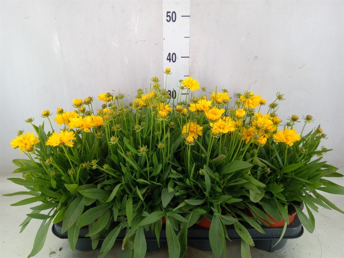 <h4>Coreopsis   ...</h4>