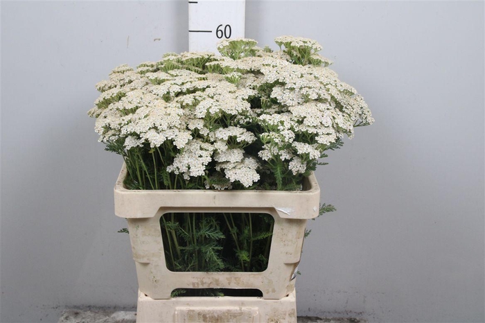 <h4>Achil M White Beauty</h4>