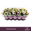 Chrys Gem Per Pot Double Carnaval