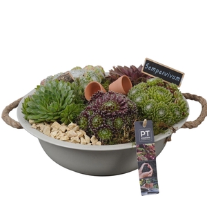 Arr.  Sempervivum L%