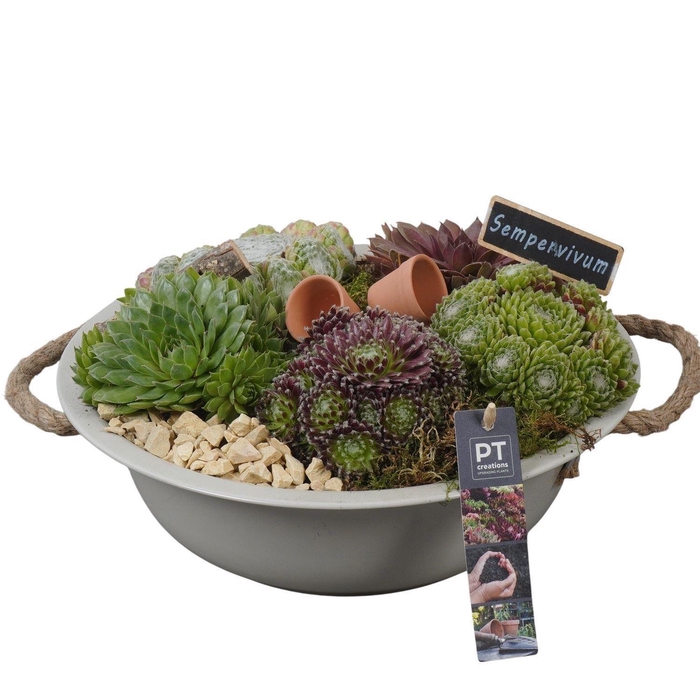 <h4>Arr.  Sempervivum L%</h4>