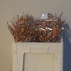 Ilex Ve Gold Verboom