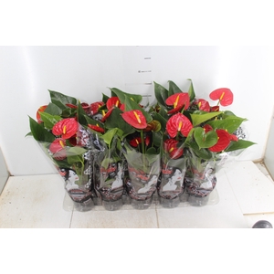 ANTHURIUM RED SUCCESS P12