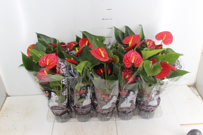 ANTHURIUM RED SUCCESS P12