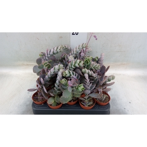 Kalanchoe NF   ...