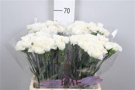 <h4>Di St Everest</h4>