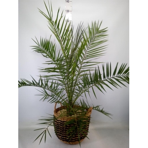 Arr.   Kamerplant Groen H%