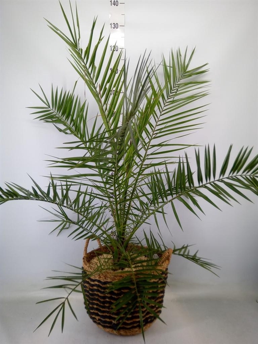 <h4>Arr. Kamerplant Groen H%</h4>