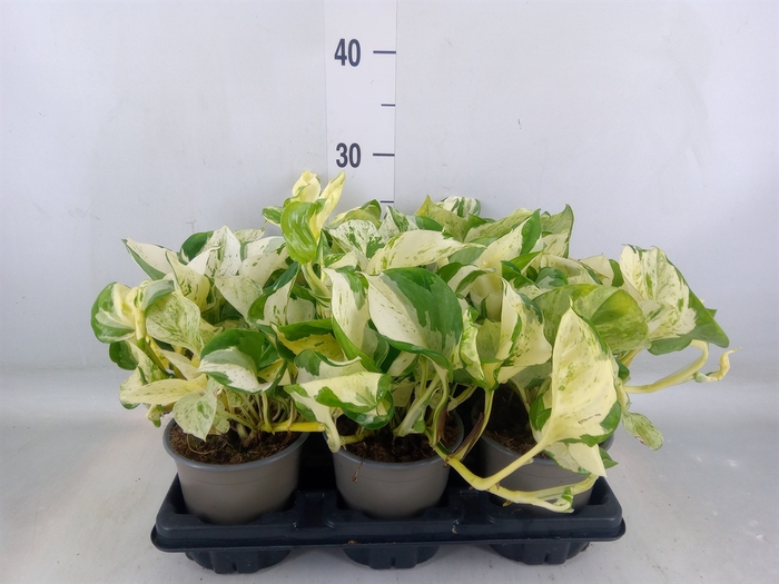 <h4>Epipremnum   ...</h4>