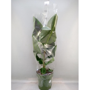 Musa  'Dwarf Cavendish'