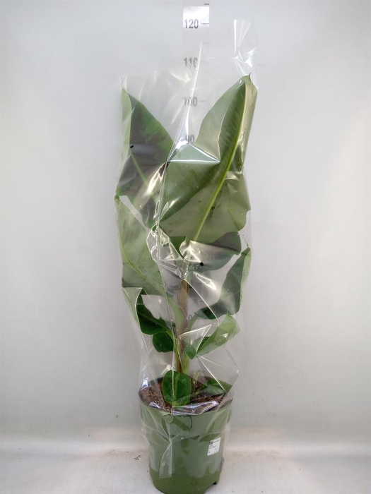 <h4>Musa  'Dwarf Cavendish'</h4>