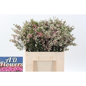 CHAME UN MY SWEET 16