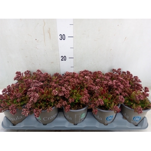 Crassula schmidtii