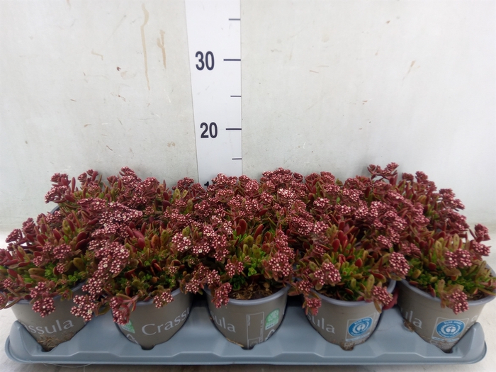 <h4>Crassula schmidtii</h4>