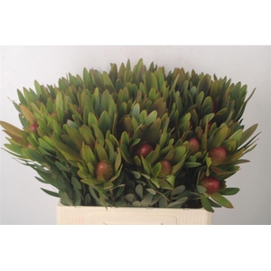 Leucad Ayoba Sky Ex Nut